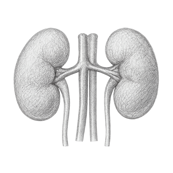 Kidney Stone Protocol